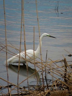 ����� ����� �� ����������. ���� �������