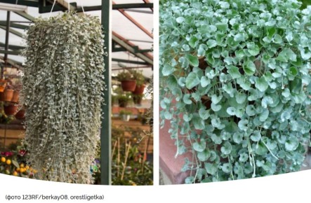 ��� ���������� ��������� ���� ��������: ������ �� ����������� ����� �������