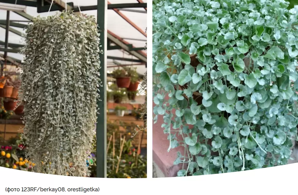 Как обеспечить роскошный рост дихондры: советы по выращиванию через рассаду