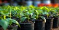 5 проверенных способов ускорить рост растений