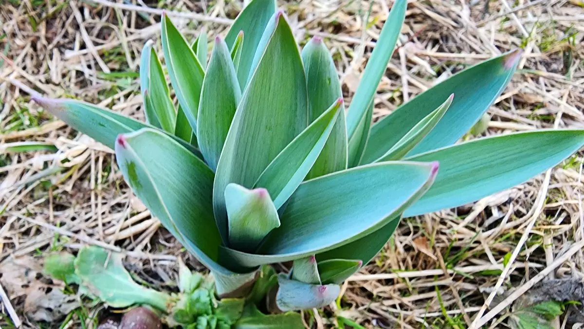 Весна на даче: первые признаки жизни на участке