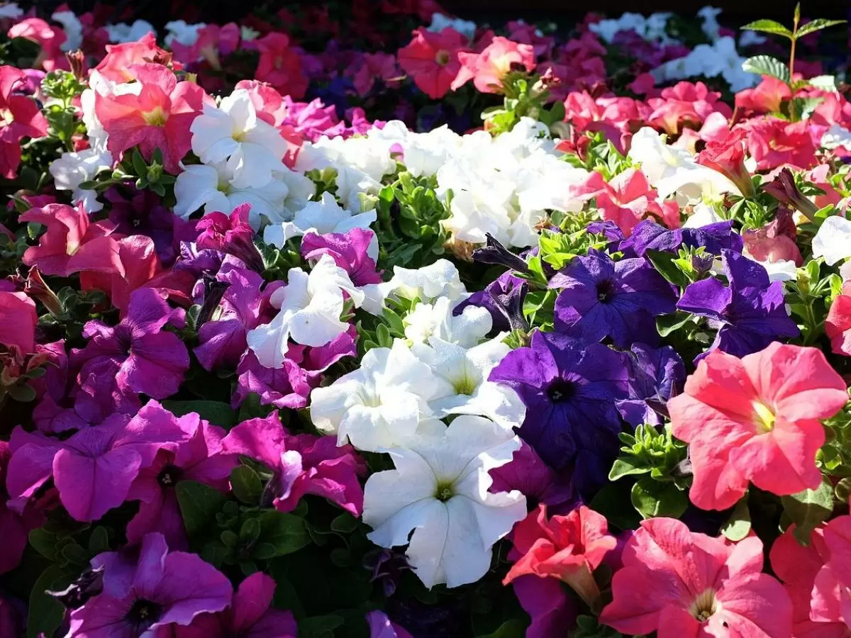Как сохранить петунии в цвету до первых заморозков: советы садоводов