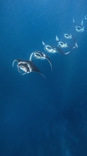 ������ �������� ���������