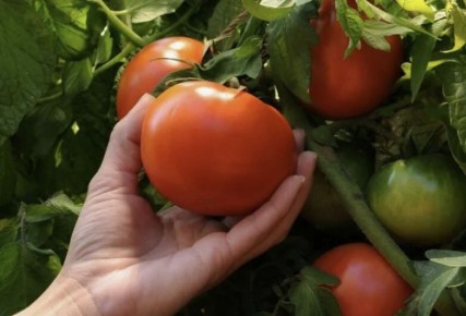 ������� ��������� ����� �������