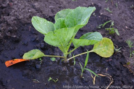 ������� �� �������: ������� ��������� �����������