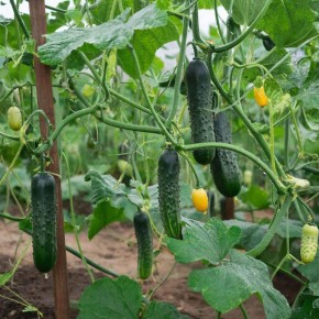 ��� ������������ ���������� ������ � ��������� �������