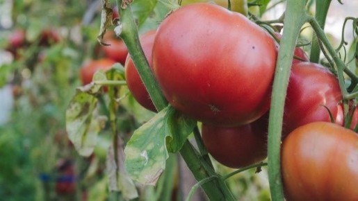 ��� ��������� ������ �����: �������� ��������� ��� ����������� �����������