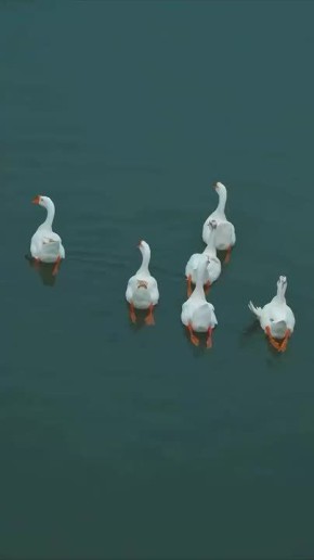 ������ �������� ���������