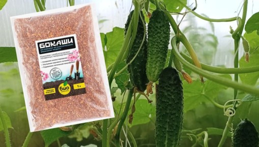 ������: ����� ����� � ����������� � ������ ������������