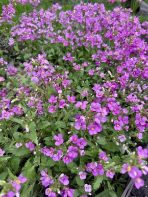 ������. ����� ��� �� � MAX