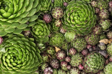 ��������: ��������� ������� ��� ���������� ���������