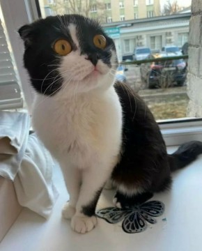 ���� �����: ��� ���� ���. ���� �������� ������ � ������ �� �����