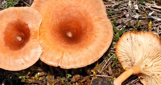 ���������: �������� ����� � ������������ �����������