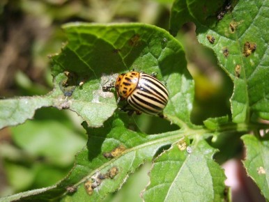 ��� �������� ��������� �� ������������ ����: ����������� ������ ������ ��������