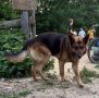 Пост добра: собака ищет дом