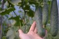Секреты продления урожайности огурцов в теплице