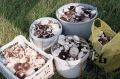 Тихая охота: грибные традиции россиян и любимые блюда