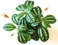 Как избавиться от мошек в цветах: эффективные методы и советы