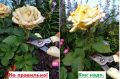 Как обрезать розы для повторного цветения: советы и секреты