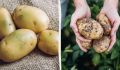 Почему картошка зеленеет и что с ней делать?