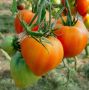 Томат Немецкая оранжевая клубника: солнечные плоды с фруктовым вкусом