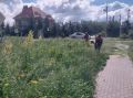 Сорная растительность не дремлет, но и коммунальные службы не отстают
