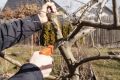 Как правильно обрезать кроны плодовых деревьев и избежать распространённых ошибок