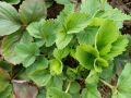 Как усы клубники влияют на урожай: секреты агрономов