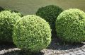 15 компактных кустарников для небольших садов