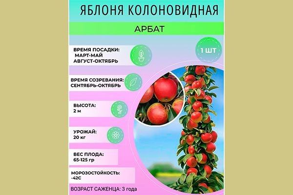 Яблоня Арбат: компактное чудо для вашего сада