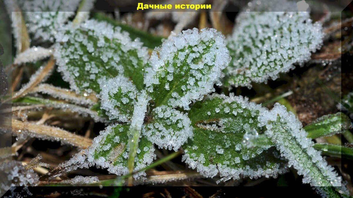 Как спасти растения от заморозков: эффективные советы для садоводов