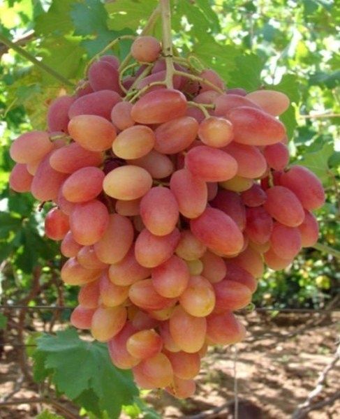 Виноград Виктор: новый фаворит среди раннеспелых сортов