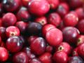 Клюква: долгожитель с удивительными свойствами и вкусом