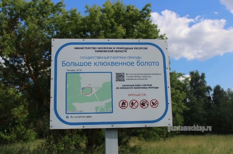 В Мучкапском округе сохранилось самое южное клюквенное болото страны