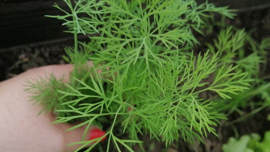 Секреты успешного выращивания укропа: удобрения для пышных кустиков