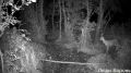 Самцы косуль попали на кадры фотоловушки в Воронинском заповеднике