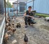 Восьмиклассник из Тамбовской области на каникулах разводит цыплят породы Брама
