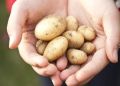 Почему стоит выбирать мелкий картофель?