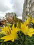 Доброе утро, Тамбов!. Понедельник будет облачным с прояснениями