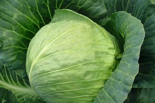 Капуста Тиара: секрет ранних урожаев и отличный вкус