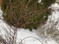 Как вырастить барбарисы Тунберга из своих семян и получить живую изгородь
