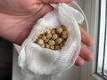 Горошек: удивительное превращение в мире ботаники