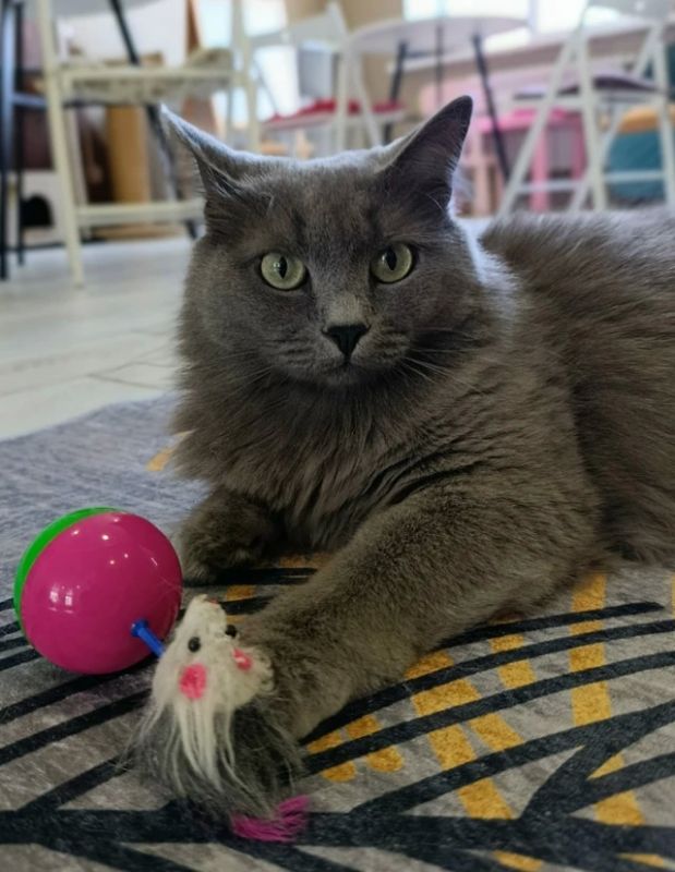 Хорошие новости! Кошка Лисёна из котокафе нашла дом Хорошие новости! Кошка Лисёна из котокафе нашла дом