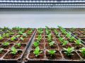 Как дачники обманывают весну: секрет ранних огурцов прямо из-под снега
