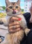 Пост добра: котёнок ищет дом