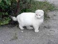 Пост добра: кошка ищет дом