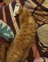 Хорошие новости! Кот Ероша из котокафе нашёл дом