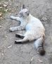 Пост добра: котята ищут дом