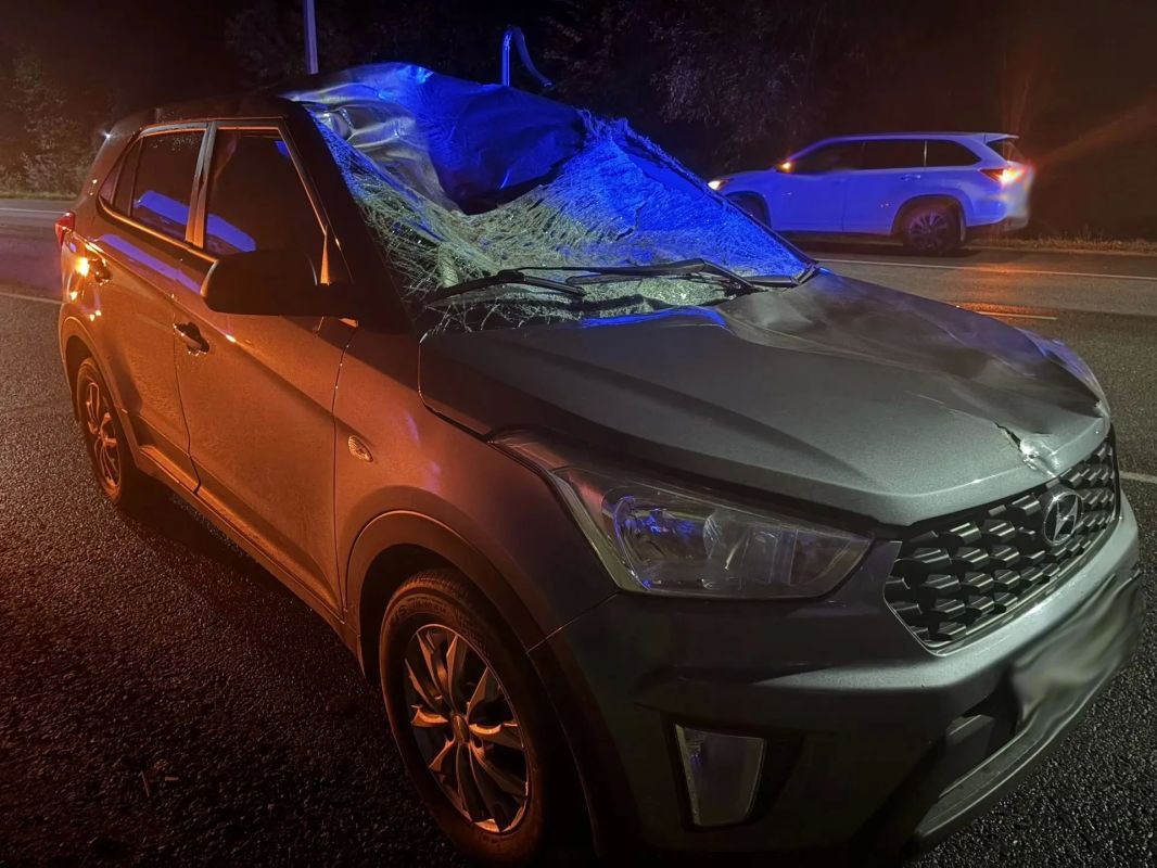 На трассе «Тамбов-Пенза» водитель «Hyundai» сбил лося На трассе «Тамбов-Пенза» водитель «Hyundai» сбил лося