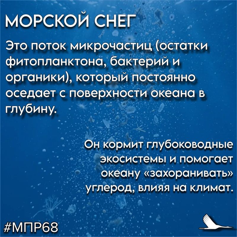 #СловарьЭколога #ТамбовскаяОбласть #МПР68 #Экология68